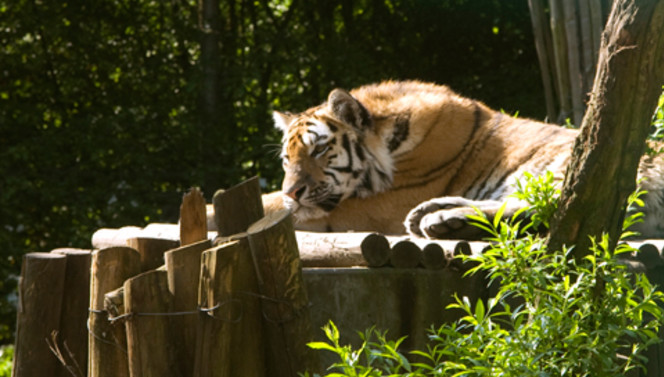 Wilde dieren in Dierenpark Amersfoort, leuk uitje voor het hele gezin