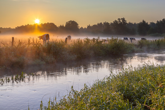 landscape cow autumn amersfoort