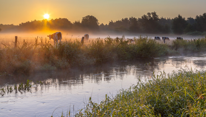 landscape cow autumn amersfoort