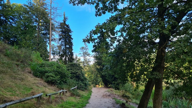 Wald Birkhoven Amersfoort - A1