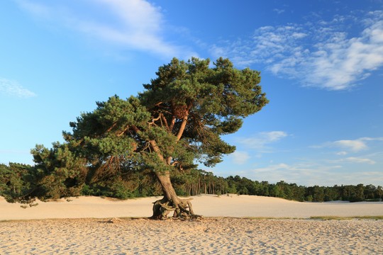 Réserve naturelle de Soesterduinen