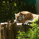 Dierenpark Amersfoort
