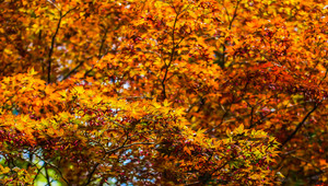 Herfst 2024 in Amersfoort