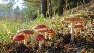 Weersverwachting: Herfst in Amersfoort